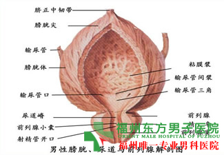前列腺炎的危害