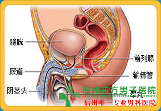 细菌性前列腺炎症状及治疗