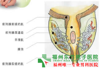 福州男科专家:男人如何预防不育 福州男科专家:男人如何预防不育