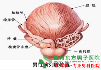 福州专家解析无精症的治疗误区？