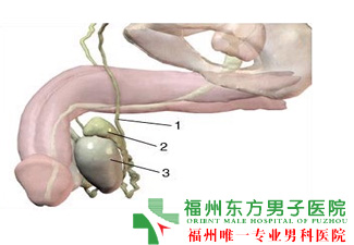 生殖器上长小疙瘩怎么回事呢？