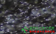 死精症的原因