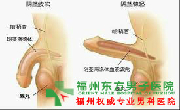 包皮红斑哪些因素引发的