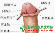 包皮与性功能?