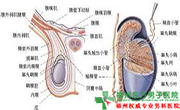 睾丸积液有哪些类型
