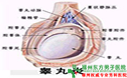 睾丸炎原因有哪些