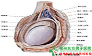 睾丸一大一小是怎么回事