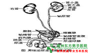 泌尿疾病有哪些 泌尿疾病有哪些