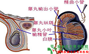 福州睾丸炎专家