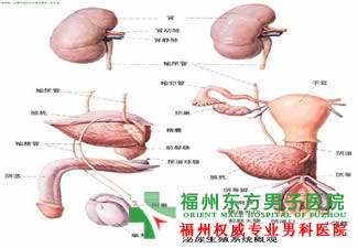 男性尿臭是怎么回事