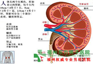 睾丸潮湿是怎么回事 睾丸潮湿是怎么回事